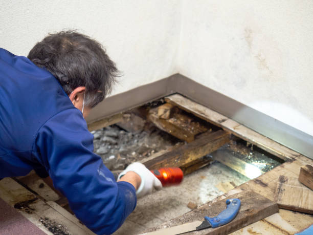 Reliable Chico, TX Mold Removal Solutions