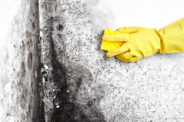 Best Commercial Mold Removal  in Chico, TX
