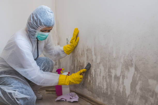 Best Professional Mold Removal  in Chico, TX