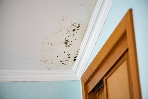 Best Mold Cleaning Services  in Chico, TX