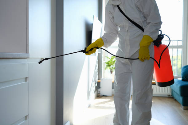 Best Same-Day Mold Removal  in Chico, TX