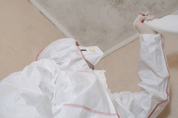 Best Commercial Mold Removal  in Chico, TX