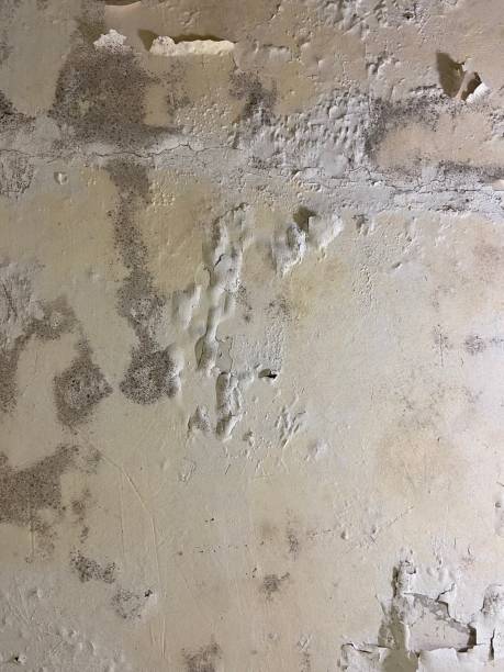 Best Mold Inspection  in Chico, TX