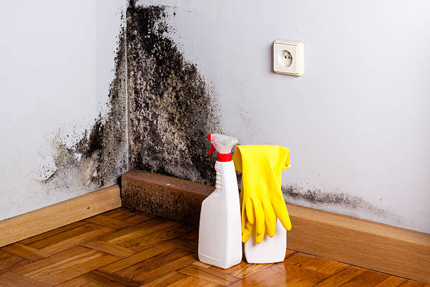 Best Emergency Mold Removal  in Chico, TX