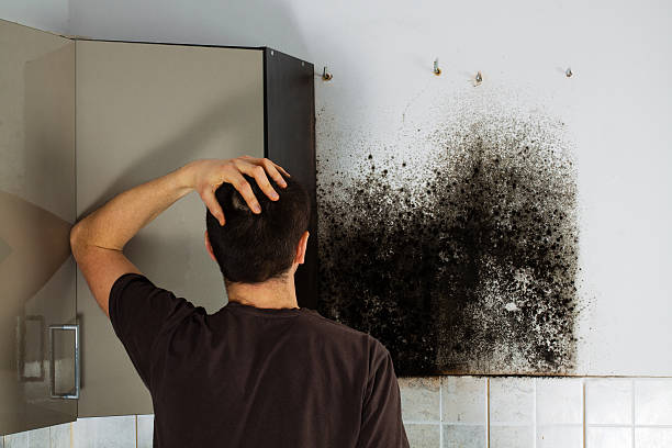 Best Black Mold Removal  in Chico, TX